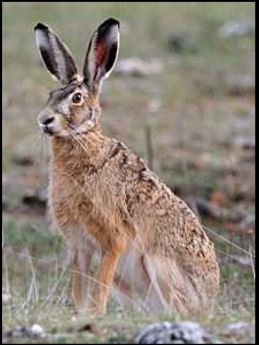 Hare