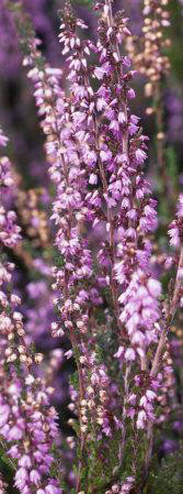 Heather Ale
